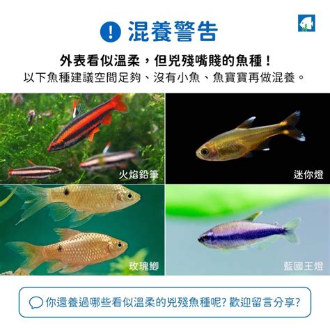 燈魚 混養|[注意] 小缸不適合飼養的燈魚！！